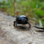 Black beetle crawling on wood