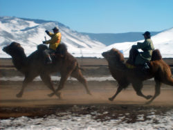 Camel race in Mongolia
