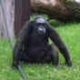 Chimpanzee in Zoo