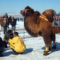 Racing camel in Mongolia