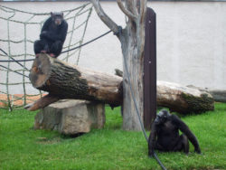 Chimpanzee in Zoo