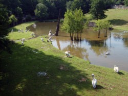 Pelicans in Zoo