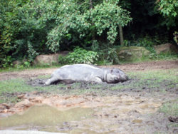 Sleeping hippo in Zoo