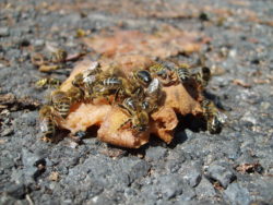 Bees eating an apple