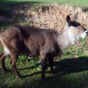 Waterbuck Antelope