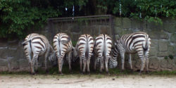 Zebras butts