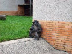 Chimpanzee in ZOO