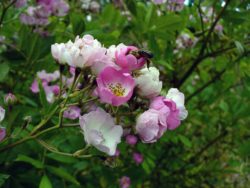 Blossom with bee