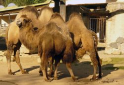 Camels in ZOO