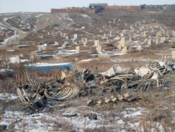 Cemetery in Ulaanbaatar