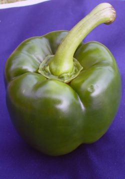 Green pepper