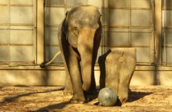 Elephant with iron ball