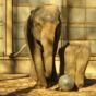Elephant with iron ball