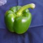 Green pepper