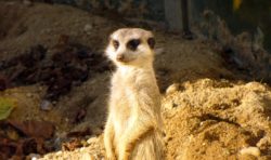 Standing Meerkat