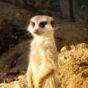 Standing Meerkat