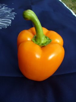 Orange pepper