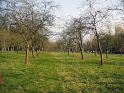 Tree orchard