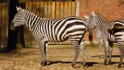 Zebras in Zoo