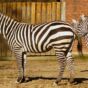 Zebras in Zoo