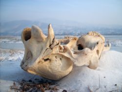Animal Skull in the Snow