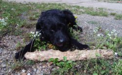 Big Dog With Branch