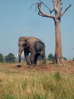 Elephant in Thailand