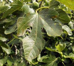 Common Fig Leaf