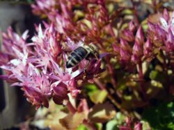 Pink Blossom With Bee