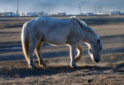 White Horse In Steppe