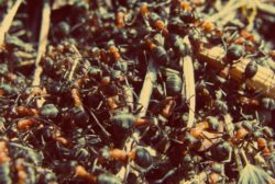 Ants in Anthill