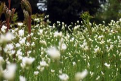 Blossoming Meadow