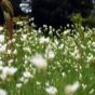 Blossoming Meadow