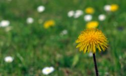 Spring Meadow