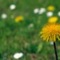 Spring Meadow