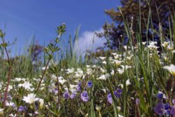 Blossoming Meadow