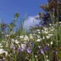 Blossoming Meadow