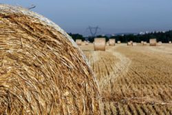 Straw On The Field