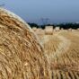 Straw On The Field