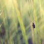 Beetle In Grass