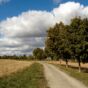 Village path through the fields