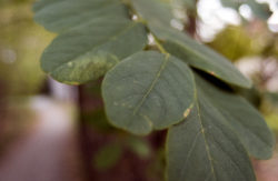 Green Leaves