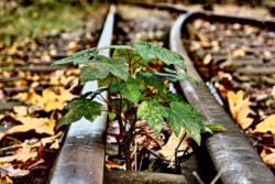 Small Tree And Rails