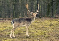 Fallow-deer in the forest