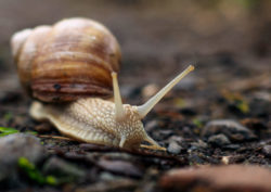 Snail Close Up