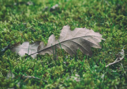 Autumn leaf on green moss