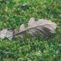 Autumn leaf on green moss