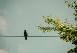 Blackbird sitting on the power line