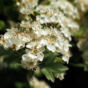 Cherry blossoms close up