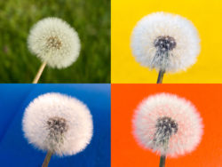 Withered Dandelion – Color Background